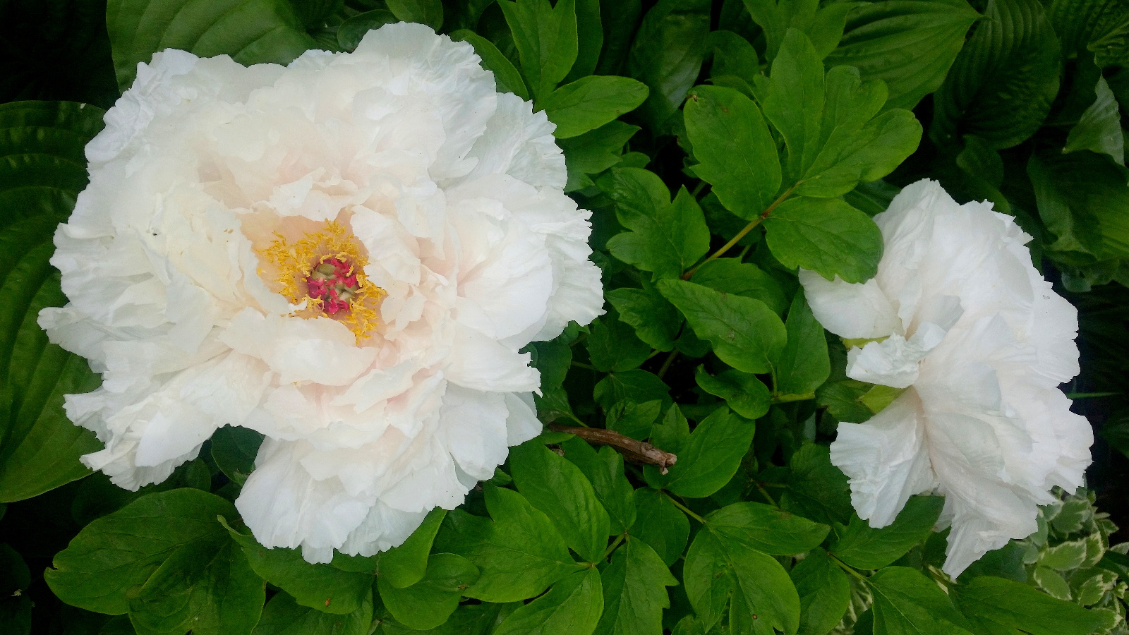 TREE PEONY